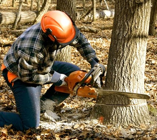 Tree Removal in Vincentown, NJ